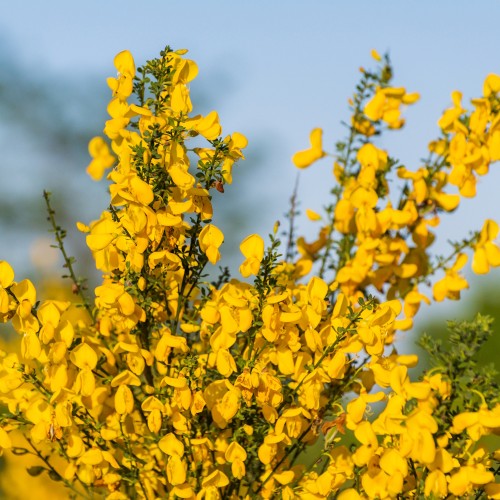 Almindelig Gyvel 60-80 cm. - Bundt med 10 stk. barrodsplanter - Cytisus scoparius