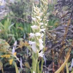 Haveorkide Chadd's Ford - Spiranthes cernua Chadd's Ford