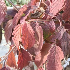 Japansk Snebolle Mariesii 30-60 cm. - Viburnum plicatum Mariesii