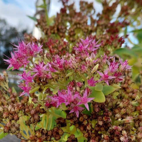 Kinesisk Sankthansurt Rosenteller - Sedum spectabile Rosenteller