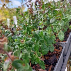 Kortlæbe Nanum - Teucrium chamaedrys Nanum