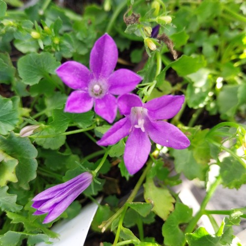 Krybeklokke Resholt Variety - Campanula portenschlagiana Resholt Variety