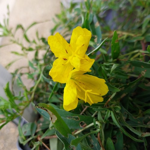 Natlys African Sun - Oenothera macrocarpa African Sun