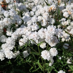 Nyserøllike Boule de Neige - Achillea ptarmica Boule de Neige