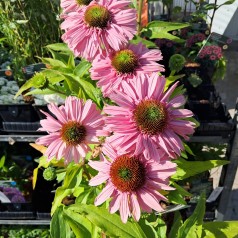 Purpursolhat SunSeekers Blush - Echinacea SunSeekers Blush