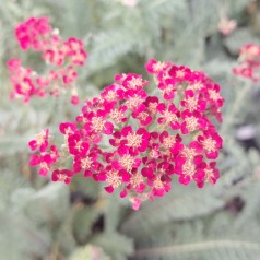 Røllike Sassy Summer Sangria - Achillea millefolium Sassy Summer Sangria