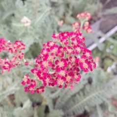 Røllike Sassy Summer Sangria - Achillea millefolium Sassy Summer Sangria