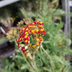 Røllike Sassy Summer Sunset - Achillea millefolium Sassy Summer Sunset