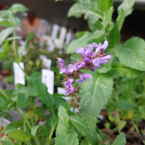 Salvie Heaven in Blue - Salvia nemorosa Heaven in Blue