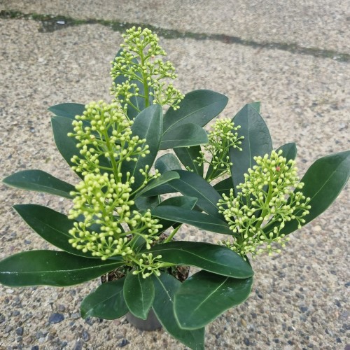 Skimmia Japonica Finchy - p10