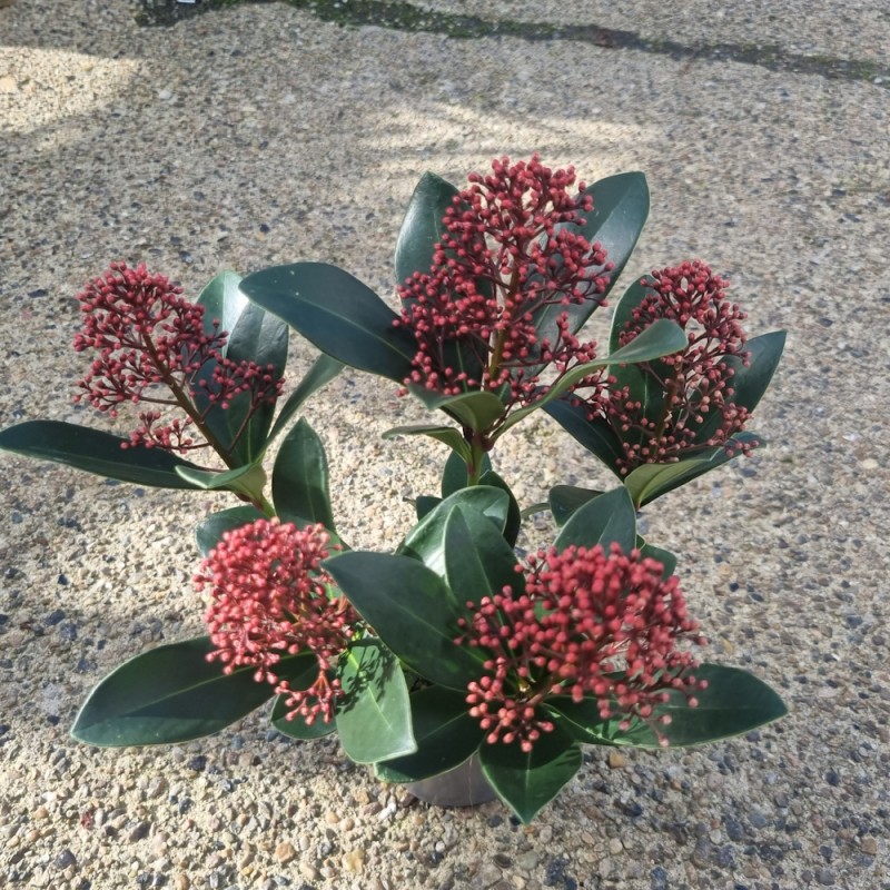 Skimmia japonica Rubella - p10