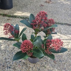 Skimmia japonica Rubella - p10