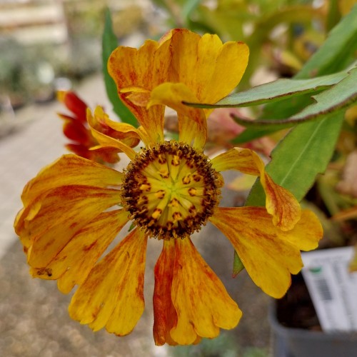 Solbrud Flammendes Käthchen - Helenium hybrid Flammendes Käthchen