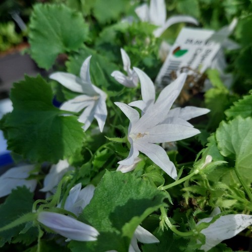 Stjerneklokke WeissRanke - Campanula poscharskyana WeissRanke