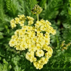 Røllike Summer Fruits Lemon - Achillea millefolium Summer Fruits Lemon