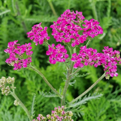 Røllike Cassis - Achillea millefolium Cassis