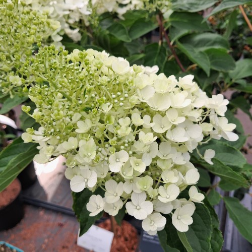 Dværg Syrenhortensia Living Pinky Promise 15-25 cm. - Hydrangea paniculata Living Pinky Promise