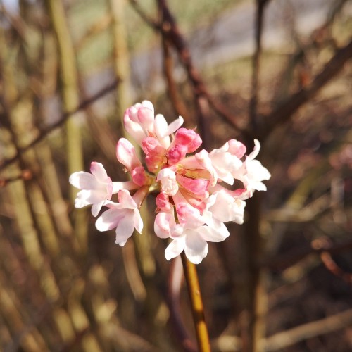 Kejserbusk Charles Lamont - Viburnum bodnantense Charles Lamont