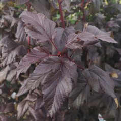 Physocarpus opulifolius Lady in Red - Rød Blærespiræa