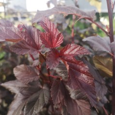 Physocarpus opulifolius Lady in Red - Rød Blærespiræa