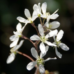 Amelanchier lamarckii - Bærmispel