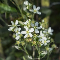 Amelanchier alnifolia