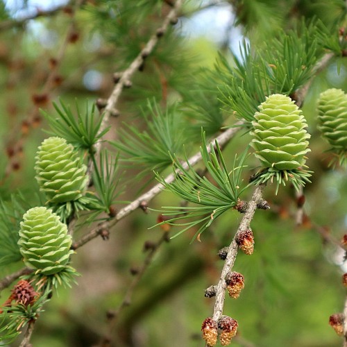 Japansk Lærk 60-80 cm. - Bundt med 10 stk. barrodsplanter - Larix kaempferi