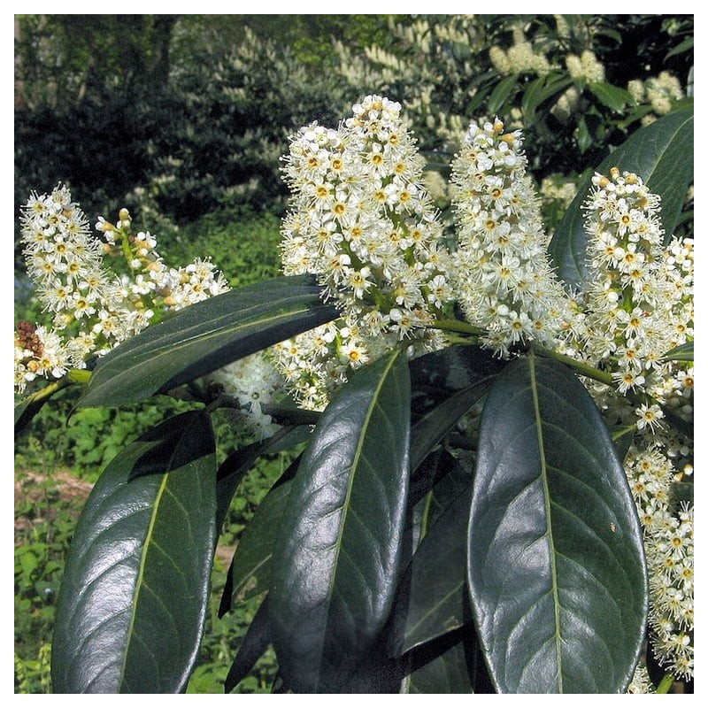 Laurbærkirsebær Herbergii - Herkules Hæk 140-160 cm. - Prunus laurocerasus Herbergii