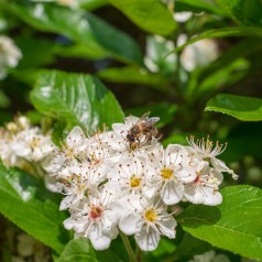 Aronia melanocarpa - Sortfrugtet Surbær