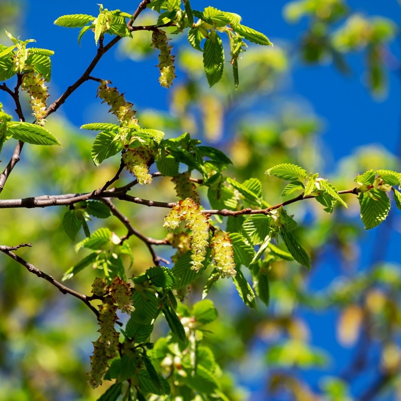 Avnbøg - Færdig Hæk 150 cm. - Carpinus betulus