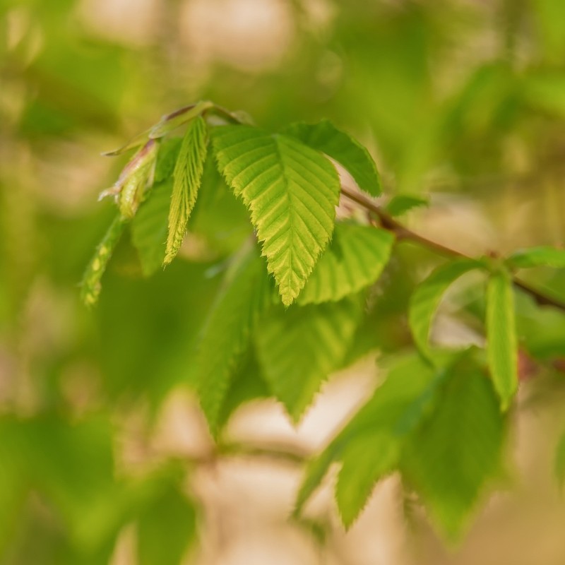 Avnbøg - Færdig Hæk 220cm. - Carpinus betulus