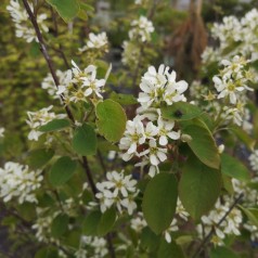 Aksbærmispel - Færdig Hæk 180 cm. - Amelanchier spicata