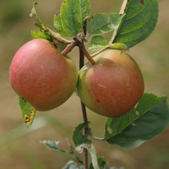 Æbletræ Braeburn 125-150 cm. - Bundt med 10 stk. barrodsplanter - 3-4 grene - Malus domestica Braeburn