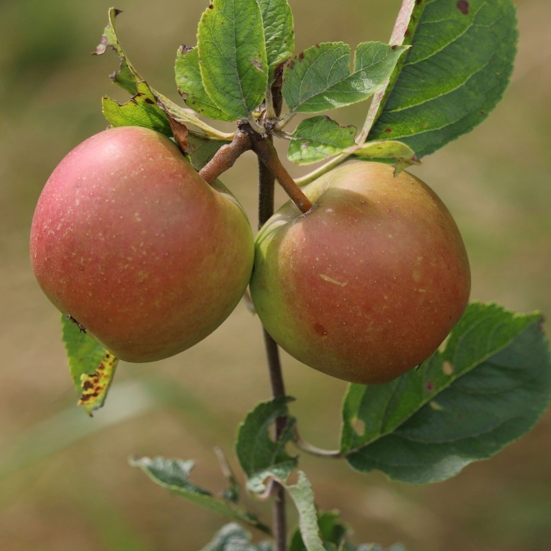 Æbletræ Braeburn 125-150 cm. - Bundt med 10 stk. barrodsplanter - 3-4 grene - Malus domestica Braeburn