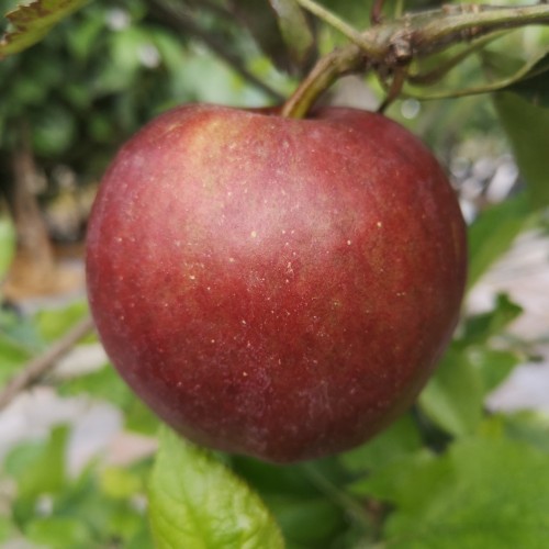 Æbletræ Gala 125-150 cm. - Bundt med 10 stk. barrodsplanter - 3-4 grene - Malus domestica Gala