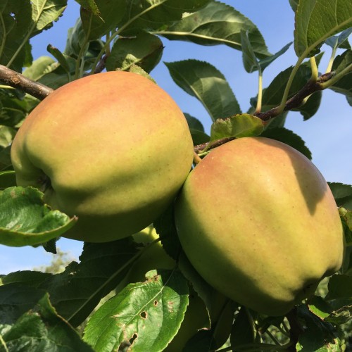 Æbletræ Golden Delicious