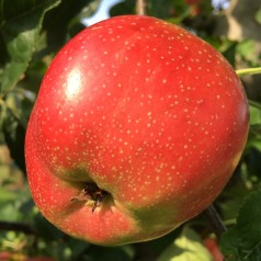 Æbletræ Summerred