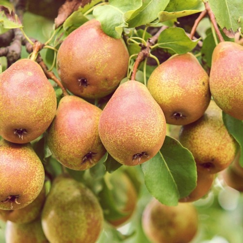 Pæretræ Comice 125-150 cm. - Bundt med 10 stk. barrodsplanter - Pyrus communis Doyenne de Comice