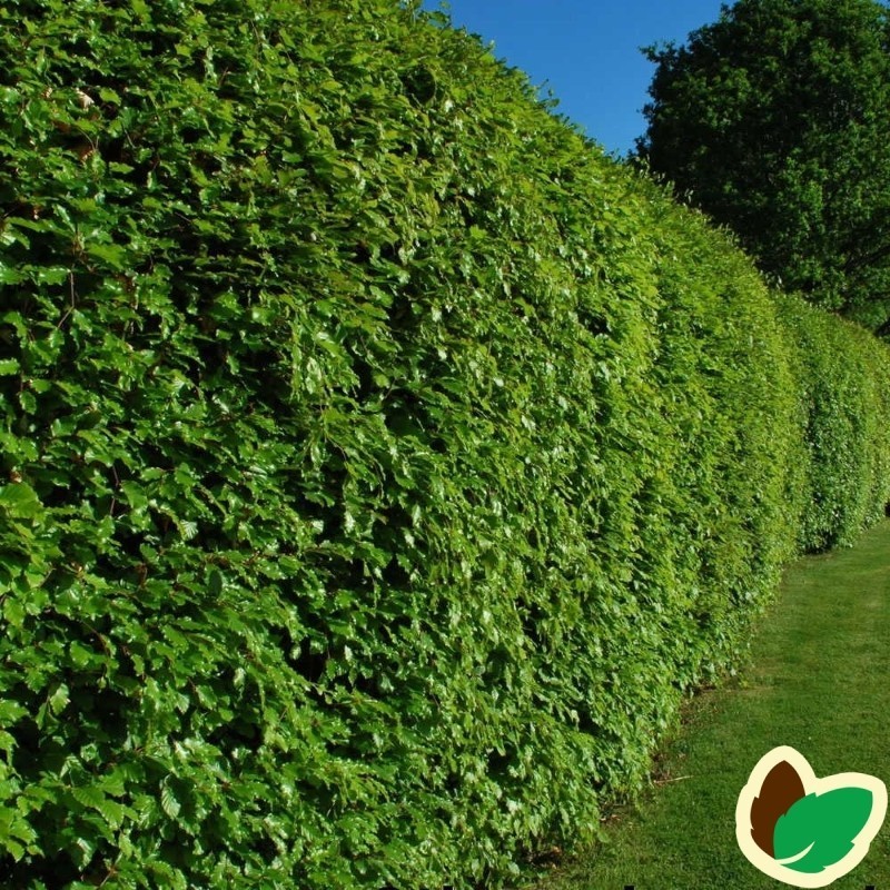 Bøg - Færdig Hæk 180 cm. - Fagus sylvatica
