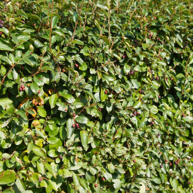 Glans Dværgmispel - Færdig Hæk 80 cm. - Cotoneaster Lucidus