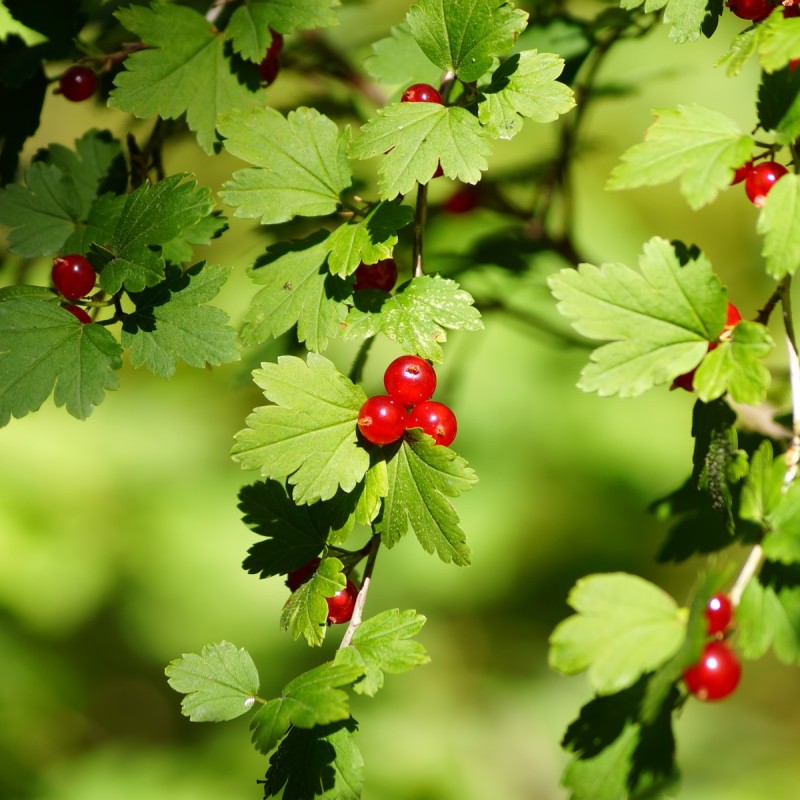 Fjeldribs Dima - Færdig Hæk 125 cm. - Ribes alpinum Dima