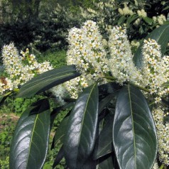 Laurbærkirsebær Herbergii - Færdig Hæk 80 cm. - Prunus laurocerasus Herbergii