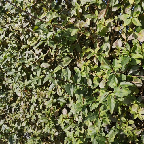 Liguster Atros - Færdig Hæk 180 cm. - Ligustrum vulgare Atros