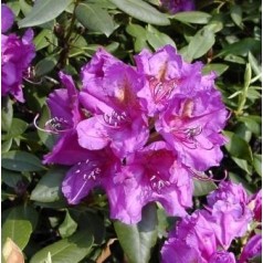 Rhododendron hybrid Lees Dark Purple
