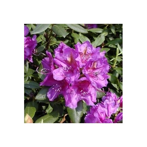 Rhododendron hybrid Lees Dark Purple