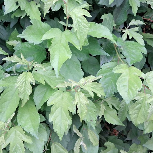 Sargents Æble - Færdig Hæk 150 cm. - Malus sargentii