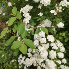 Buketspiræa - Færdig Hæk 125 cm. - Spiraea vanhouttei