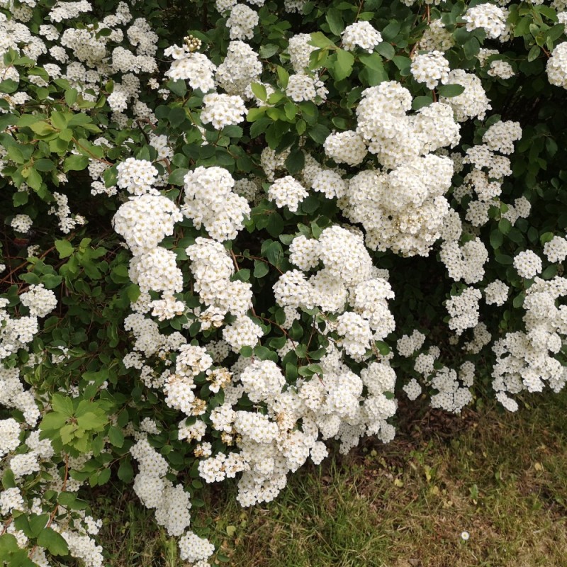 Buketspiræa 50-80 cm. - Bundt med 10 stk. barrodsplanter - Spiraea vanhouttei