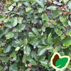 Pyrenæisk Røn 60-100 cm. - Bundt med 10 stk. barrodsplanter - Sorbus mougeotii