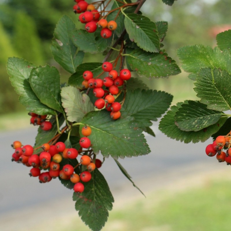 Sølvrøn - Færdig Hæk 150 cm. - Sorbus mougeotii